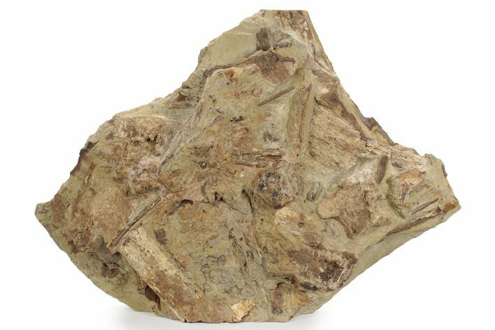 Sandstone With Hadrosaur Tooth, Tendons & Bones - Wyoming #240463
